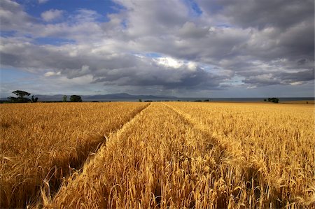 simsearch:832-03640489,k - Dundalk Bay, comté de Louth, Irlande ; Champs de blé et d'orge Photographie de stock - Rights-Managed, Code: 832-03233424