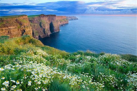 Cliffs of Moher, Co Clare, Ireland; Summer daisies growing in abundance on the cliff top Foto de stock - Con derechos protegidos, Código: 832-03233633