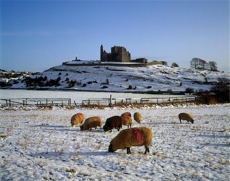 Sheep on a snow covered landscape in front of a castle, Rock Of Castle, Castle, County Tipperary, Republic Of Ireland Foto de stock - Con derechos protegidos, Código: 832-03358623