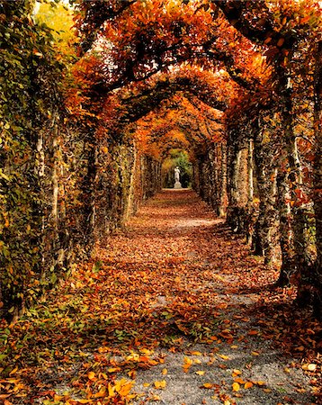 Hornbeam Alles, Birr Castle, Co Offaly, Ireland Stock Photo - Rights-Managed, Code: 832-03358638