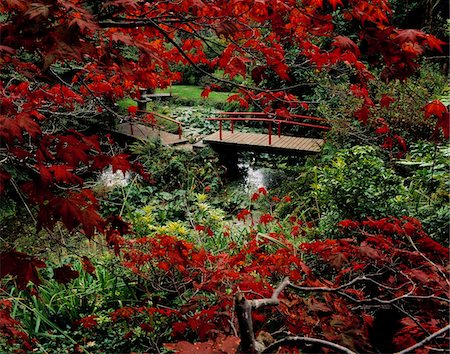 powerscourt estate - Japanese Garden, Through Acer in Autumn, Powerscourt Gardens, Co Wicklow, Ireland Fotografie stock - Rights-Managed, Codice: 832-03358640