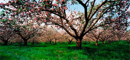 Apple Orchard, Co Armagh, Irlande Photographie de stock - Rights-Managed, Code: 832-03358914