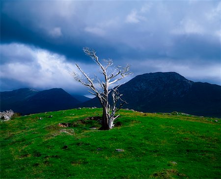 Dead Tree, Connemara, co. Galway, Irlande Photographie de stock - Rights-Managed, Code: 832-03358997