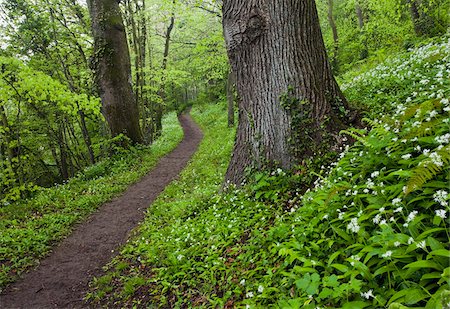 Ramsons by path in woods, County Louth, Ireland Foto de stock - Con derechos protegidos, Código: 832-03359326
