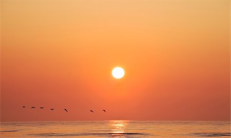 Oies volent de lever de soleil sur la mer d'Irlande, Layton, comté de Meath, Irlande Photographie de stock - Rights-Managed, Code: 832-03359328