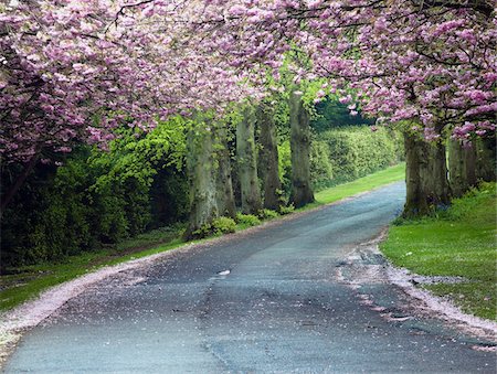 Cherry blossom trees along a country road near Boyne Valley, Ireland Stock Photo - Rights-Managed, Code: 832-03359332