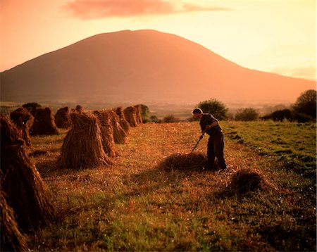 Ballina, County Mayo, Republic Of Ireland; Farmer Tossing Hay In A Field Foto de stock - Con derechos protegidos, Código: 832-03639285