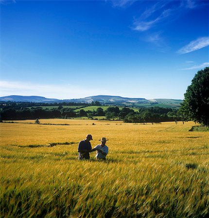 simsearch:832-03358687,k - Two Farmers Checking Wheat In A Field, Bunclody, County Wexford, Republic Of Ireland Stock Photo - Rights-Managed, Code: 832-03639312