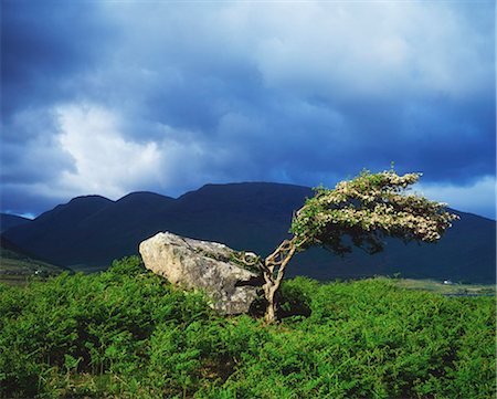 Killary Harbour, Co Galway, Ireland; A Windswept Tree On A Hill Foto de stock - Con derechos protegidos, Código: 832-03639675