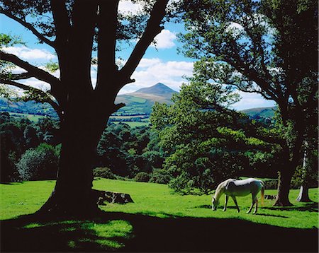 predio - Powerscourt Estate, County Wicklow, Ireland; White Horse Grazing In Park Foto de stock - Con derechos protegidos, Código: 832-03639719