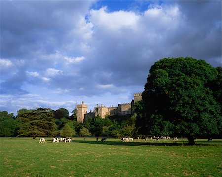 Lismore Castle, Co Waterford, Ireland; Friesian Cattle And Castle In The Background Foto de stock - Con derechos protegidos, Código: 832-03639767