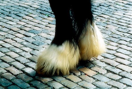 sabot - Co Dublin, Ireland; Feral Itinerant Ponies Foto de stock - Con derechos protegidos, Código: 832-03639808