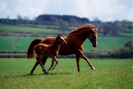 Thoroughbred Mare & Foal, Ireland Foto de stock - Con derechos protegidos, Código: 832-03639828