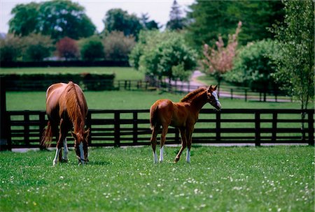 poulain - Chevaux pur-sang ; Chevaux paissant dans un Paddock Photographie de stock - Rights-Managed, Code: 832-03639915