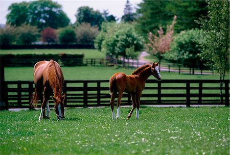 simsearch:400-04489243,k - Chevaux pur-sang ; Chevaux paissant dans un Paddock Photographie de stock - Rights-Managed, Code: 832-03639915