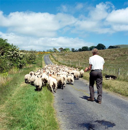 sheep on hill - Ireland; Farmer Herding His Sheep Foto de stock - Con derechos protegidos, Código: 832-03639988