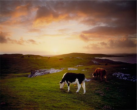 Vieh, Mannin Bay, Co. Galway, Irland Stockbilder - Lizenzpflichtiges, Bildnummer: 832-03640011