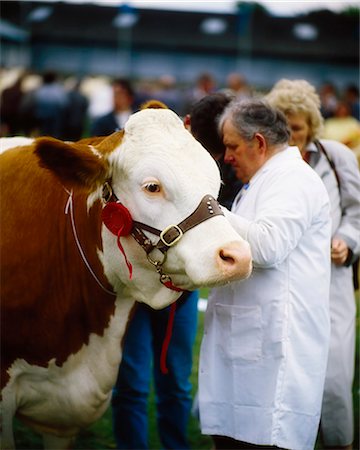 Dublin, Co Dublin, Ireland; Man Holding Prize Hereford Bull Fotografie stock - Rights-Managed, Codice: 832-03640176