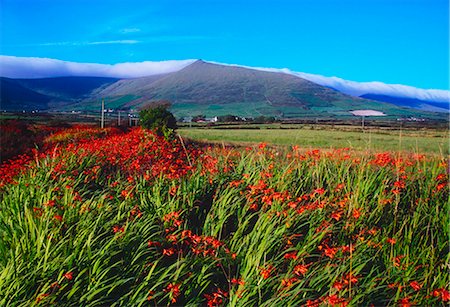 Slievanea Peak, péninsule de Dingle, comté de Kerry, Irlande ; Fleurs sauvages de montagne au loin Photographie de stock - Rights-Managed, Code: 832-03640192