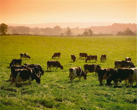 Friesian Cattle; Cattle Grazing Stock Photo - Rights-Managed, Code: 832-03640219