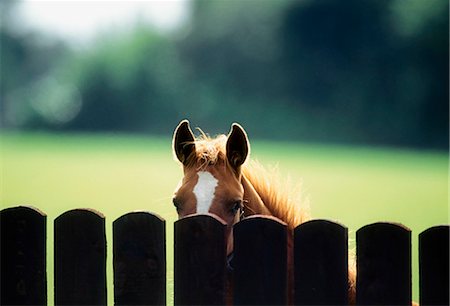 Thoroughbred Horses, Foal Looking Over Fence Foto de stock - Con derechos protegidos, Código: 832-03640220