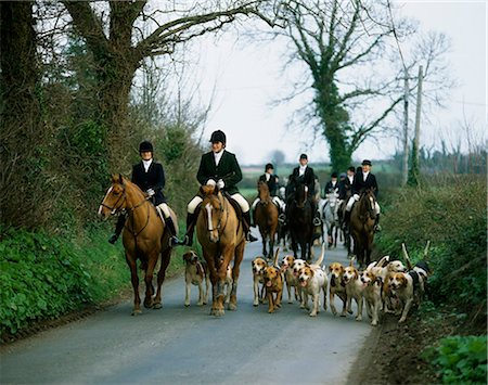 pack (group of animals) - Co Wicklow, Ireland, The Bray Harriers Foto de stock - Con derechos protegidos, Código: 832-03640251