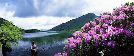 rododendro - Connemara, Co Galway, Ireland, Kylemore Lake Foto de stock - Con derechos protegidos, Código: 832-03640267