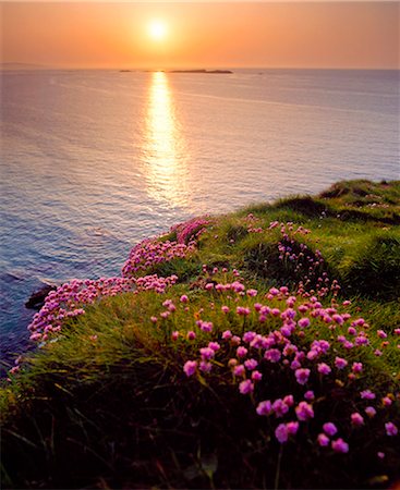 silvestre - Armeria Maritima (Sea Pink), Co Antrim, Ireland Foto de stock - Con derechos protegidos, Código: 832-03640308