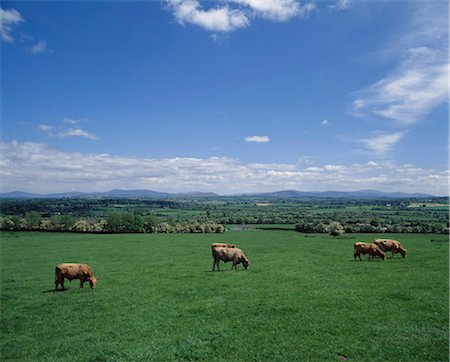 five animals - Kilcullen, Co Kildare, Ireland; Cows Grazing In A Field Foto de stock - Con derechos protegidos, Código: 832-03640379