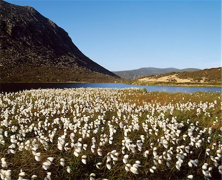 Bog Cotton, Blue Lough, Mourne Mountains, Co Down, Ireland Foto de stock - Con derechos protegidos, Código: 832-03640512