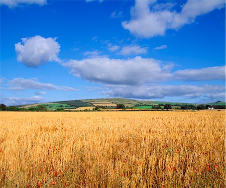 Slieveardagh Hills,Co Kilkenny,Ireland;Wheat Field Stock Photo - Rights-Managed, Code: 832-03640588