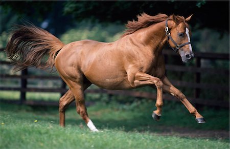 Galloping Thoroughbred Horse Foto de stock - Con derechos protegidos, Código: 832-03640703