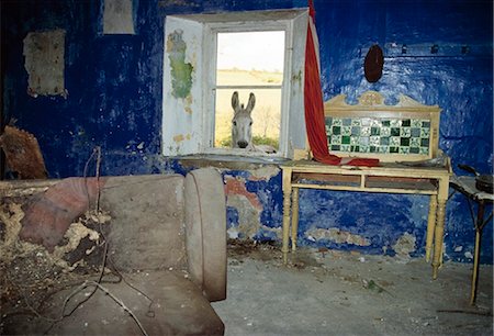 equus africanus asinus - Donkey Looking Into Abandoned Cottage, County Waterford, Ireland Foto de stock - Con derechos protegidos, Código: 832-03640746