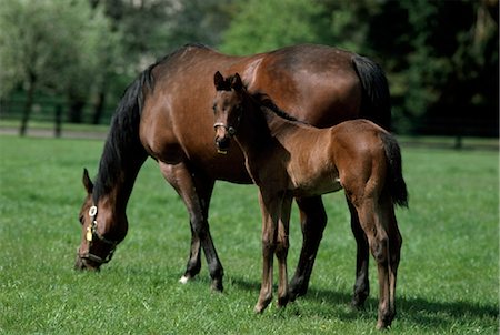foal - Mare And Foal Thoroughbreds, County Kildare, Ireland Stock Photo - Rights-Managed, Code: 832-03640747