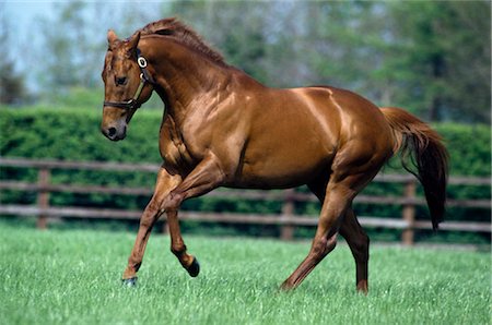 powerful (animals) - Thoroughbred Stallion, Ireland Stock Photo - Rights-Managed, Code: 832-03640798