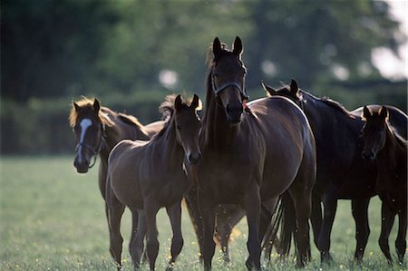Horses, Thoroughbreds Foto de stock - Con derechos protegidos, Código: 832-03640804