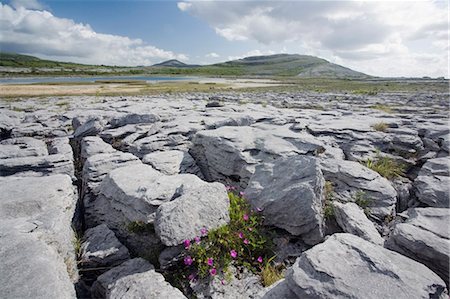 Bloody Cranesbill Growing Amongst Limestone In The Burren, County Clare, Ireland Stock Photo - Rights-Managed, Code: 832-03640867