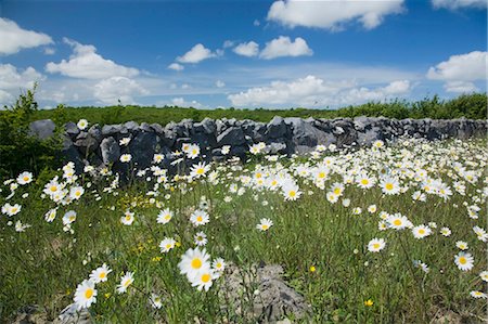 Meadow Of Ox-Eye Daisies, County Clare, Ireland Stock Photo - Rights-Managed, Code: 832-03640871