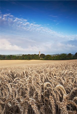 Field Of Wheat And Barley With Round Tower Of Monasterboice, County Louth, Ireland Stock Photo - Rights-Managed, Code: 832-03640905