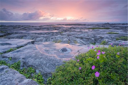 Bloody Cranesbill Growing In Limestone, The Burren, County Clare, Ireland Foto de stock - Con derechos protegidos, Código: 832-03640924