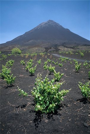 simsearch:614-03648627,k - Vines growing near Fogo volcano Fotografie stock - Rights-Managed, Codice: 832-03724105