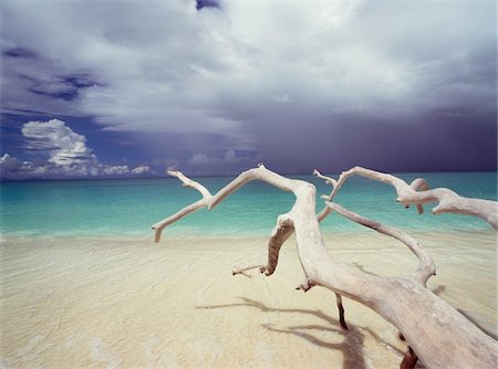 Driftwood on beach Stock Photo - Rights-Managed, Code: 832-03724292