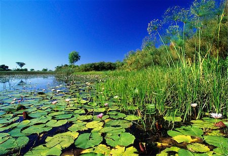 delta d'okavango - Nénuphars dans une rivière, Delta de l'Okavango Photographie de stock - Rights-Managed, Code: 832-03724404