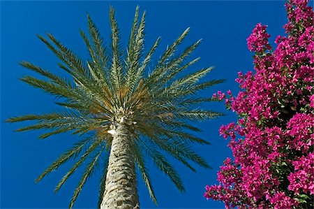 Palm tree and pink flowers, Close Up Stock Photo - Rights-Managed, Code: 832-03724458