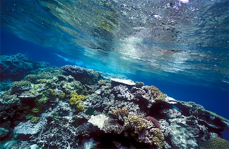 Healthy reef table with hard and soft corals Foto de stock - Con derechos protegidos, Código: 832-03724470