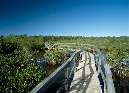 Promenade à travers les marais de mangrove dans le Parc National Lucayan Photographie de stock - Rights-Managed, Code: 832-03724495