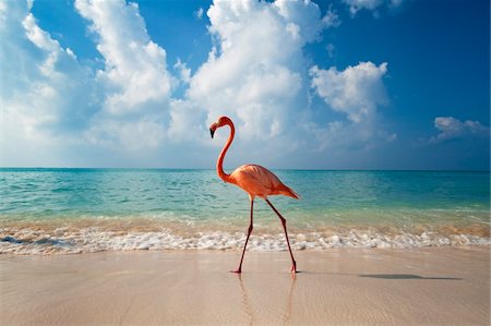 flamenco (ave) - Flamingo walking along beach Foto de stock - Con derechos protegidos, Código: 832-03724553