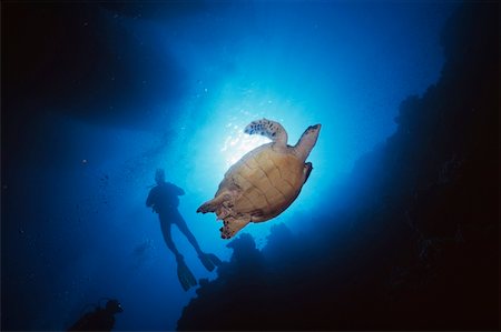 Divers and hawksbill turtle under boats, Sharm El Sheikh Stock Photo - Rights-Managed, Code: 832-03724571