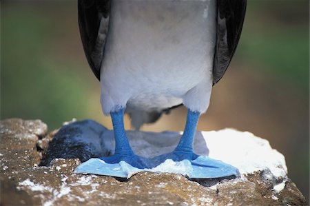 sula dalle zampe azzurre - Blue-footed boobies Fotografie stock - Rights-Managed, Codice: 832-03724705