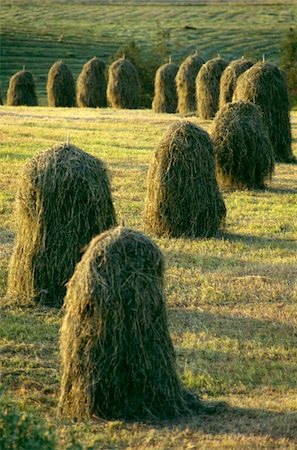 Piles de foin alignés dans les champs verts Photographie de stock - Rights-Managed, Code: 832-03724754